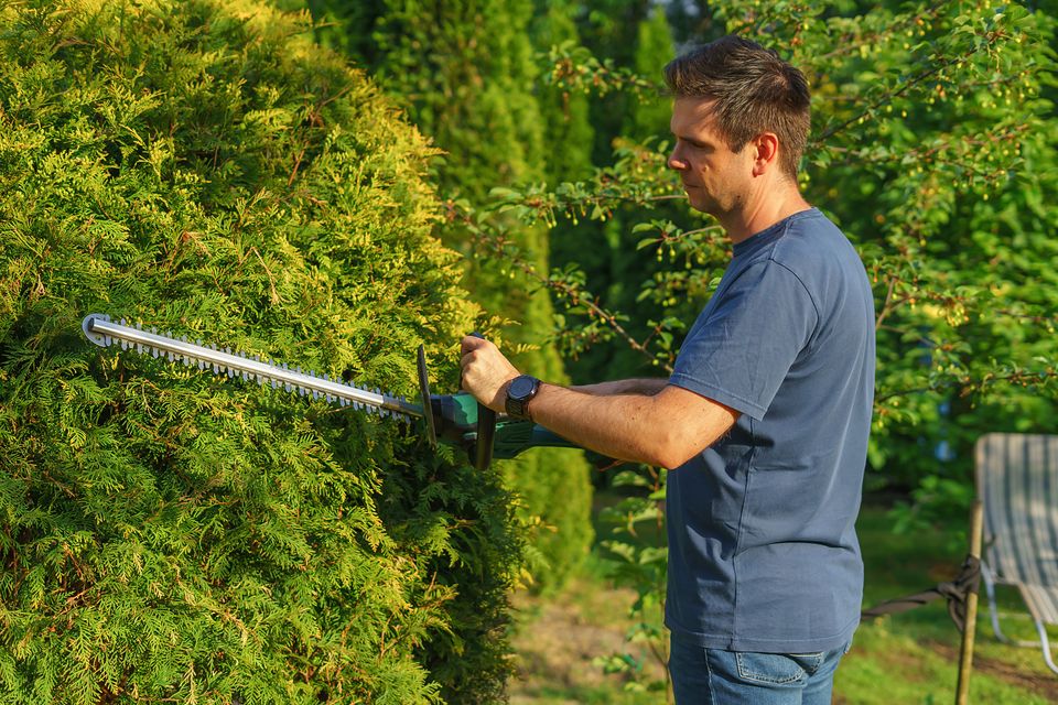 A groundskeeper trimming a tall hedge with a hedge trimmer.